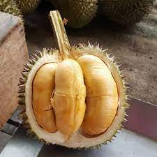 Selain itu, ia tidak mengeluarkan. Bibit Durian Duri Hitam Di Pusat Bibit Durian Alasmalang Kemranjen