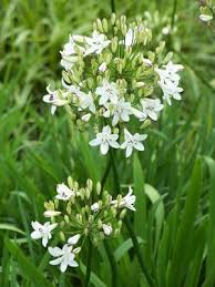 Image result for Agapanthus campanulatus