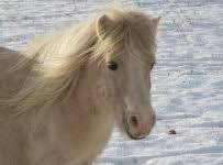 Genes that affect the distribution of melanocytes create patterns of white such as in roan, pinto, leopard, white, and even white markings. Das Cremegen