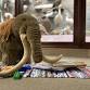 Read on the Rug