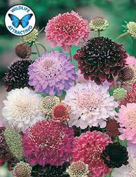 A Z Flower Seeds Mr Fothergill S Seeds Buy Flower Seeds Online In 2020 Flower Seeds Online Flower Seeds Spring Garden Flowers
