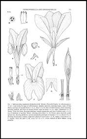 Image result for Siphonochilus kilimanensis
