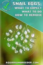 On the lower end of the timeline scale, you might see the eggs hatch in as little as two weeks. Freshwater Snail Eggs What To Expect And How To Remove If Needed Shrimp And Snail Breeder