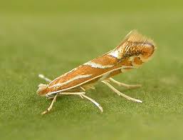 Image result for Phyllonorycter leucographellus