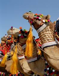Pin On India My World Traveling Adventure