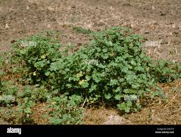Image result for Malva parviflora