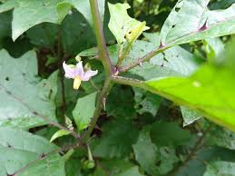 Image result for Solanum anguivi