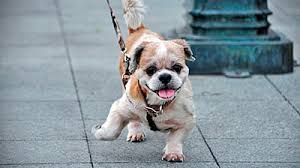Resultado de imaxes para paseando con perro pequeño