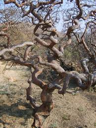 Image result for Vangueria albosetulosa