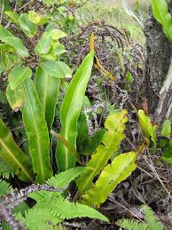 Image result for Elaphoglossum