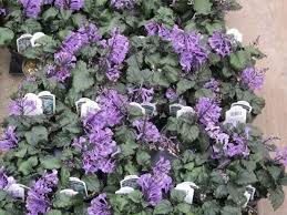 Plectranthus 'Mona Lavender' – Plantbook