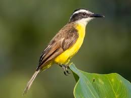 Image result for Pteris kivuensis