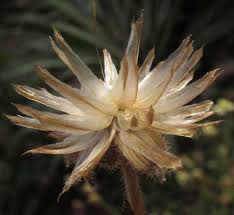 Image result for Tridax