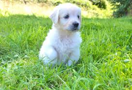 We collected up to 431 ads from hundreds of classified sites for you! The Truth About English Cream White Golden Retrievers Pethelpful By Fellow Animal Lovers And Experts