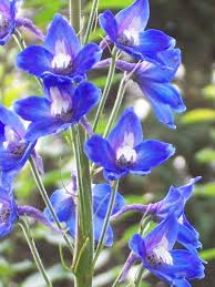 Delphinium Flowers Delphinium Flowers Delphinium Larkspur Flower