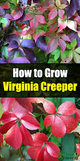 Yes, virginia, there is a santa claus. How To Grow Virginia Creeper Easy Balcony Gardening