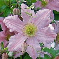 We sell garden ready 2 year old clematis plants & climbers in 3 litre pots all year round. Clematis Viticella Friedrich M Westphal Clematiskulturen