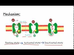 Localanesthetics Mechanism Of La Mechanism Of Local Anesthetic