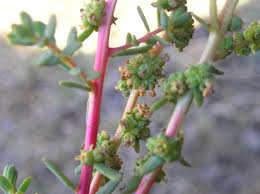 Image result for Suaeda monoica