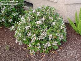 Indian Hawthorn White Indian Hawthorn Clara Rhaphiolepis Indica Plants Landscaping Plants Shrubs