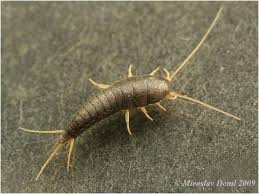 Image result for puklice švestková obrázek