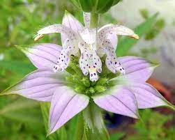 Spotted Bee Balm Hope Soothing Calmness One Pointed Focus Bee Balm Unusual Flowers Flower Seeds