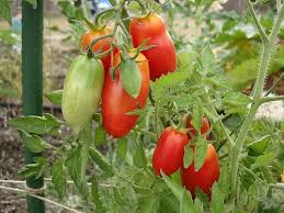 Image result for tomato San Marzano