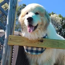 Looks like a stereotypical nascar fan with. Adopted Furever Dogs Great Pyrenees Rescue Of Atlanta