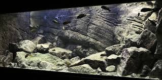 cichlid aquarium aquarium driftwood biotope aquarium