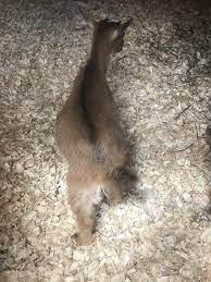 Is My 12 Week Old Nigerian Dwarf Bloated The Goat Spot Forum