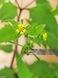 Image result for Sigesbeckia