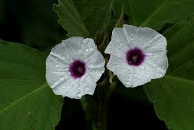 Image result for Astripomoea lachnosperma