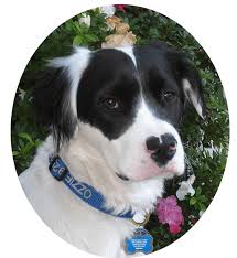They were adopted 4 months later in april 2018 at the young age of 6 months old. Home Tri Valley Animal Rescue