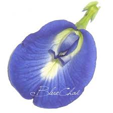 Ghim Tren Bluechai Tea Blue Tea From Butterfly Pea Flowers