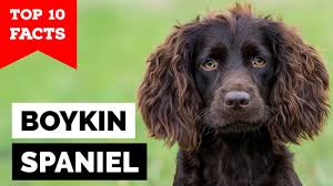 The first boykin spaniel, or the precursor of today's breed, was reportedly a small, stray spaniel type dog that befriended a banker walking from his this dog became the foundation stock for the boykin spaniel. Boykin Spaniel Top 10 Facts Youtube