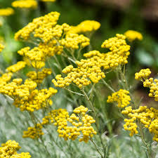 Image result for Helichrysum acutatum
