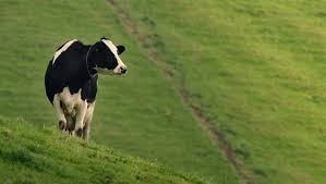 1:01 terra nostra recommended for you. Programa Leite De Vacas Felizes Terra Nostra