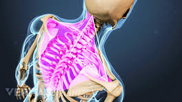 The thigh bears much of the load of the body's weight when a person is upright. Thoracic Spine Anatomy And Upper Back Pain