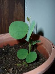 Image result for Tylosema esculentum