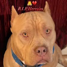 Join millions of people using oodle to find puppies for adoption, dog and puppy listings, and other pets adoption. Bluenose Bully Pitbull Puppies Home Facebook