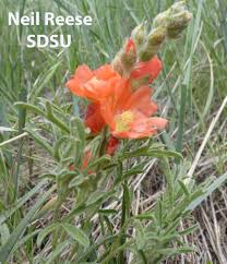 Image result for Sphaerella sp.