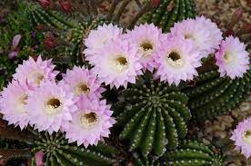Pin On Sucker For Succulent