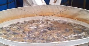 Cara Budidaya Lele Sistem Bioflok Probiotik Analisa Usaha Budidaya Lele Sistem Bioflok Cara Membuat Air Bioflok Persiapan Air Kolam Bioflok Probiotik