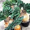 We select our cactus for sale from our greenhouses on the very day we ship to you. 1