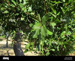 Image result for Ficus burkei