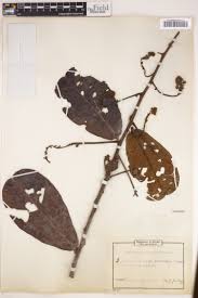 Image result for Acridocarpus natalitius