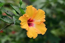Image result for Hibiscus fuscus