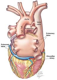 Learn more about the anatomy and types of blood vessels and the diseases that affect them. Your Heart Blood Vessels