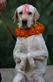 A Nepalese Police Dog With Vermilion On The Forehead And Garland In His Neck Greets A Photographer During Tihar Festival At A Dogs Big Dog Breeds Safe Dog Toys