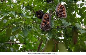 Image result for Afzelia